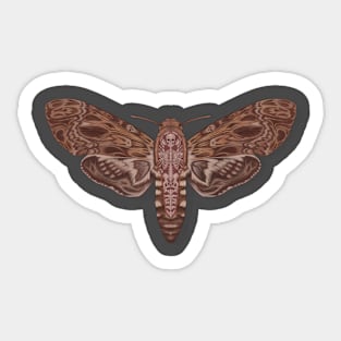 Death head moth anatomy Sticker